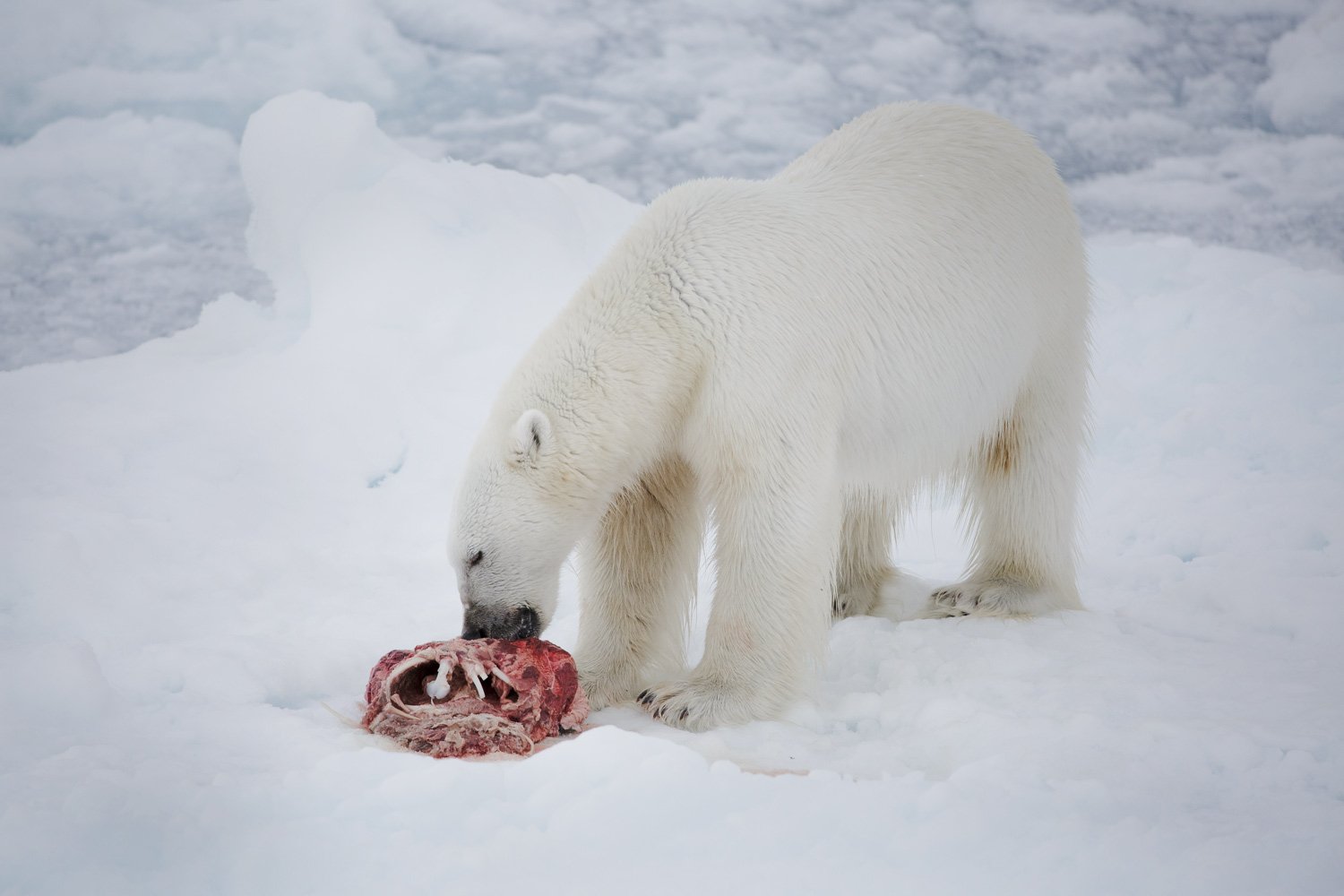 Polar bear eating seal meat on sea ice