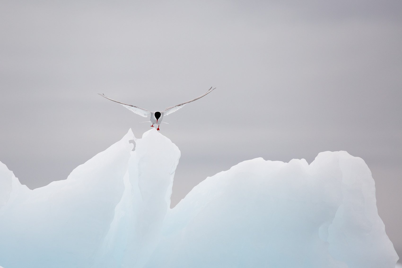 Arctic tern perched on an iceberg