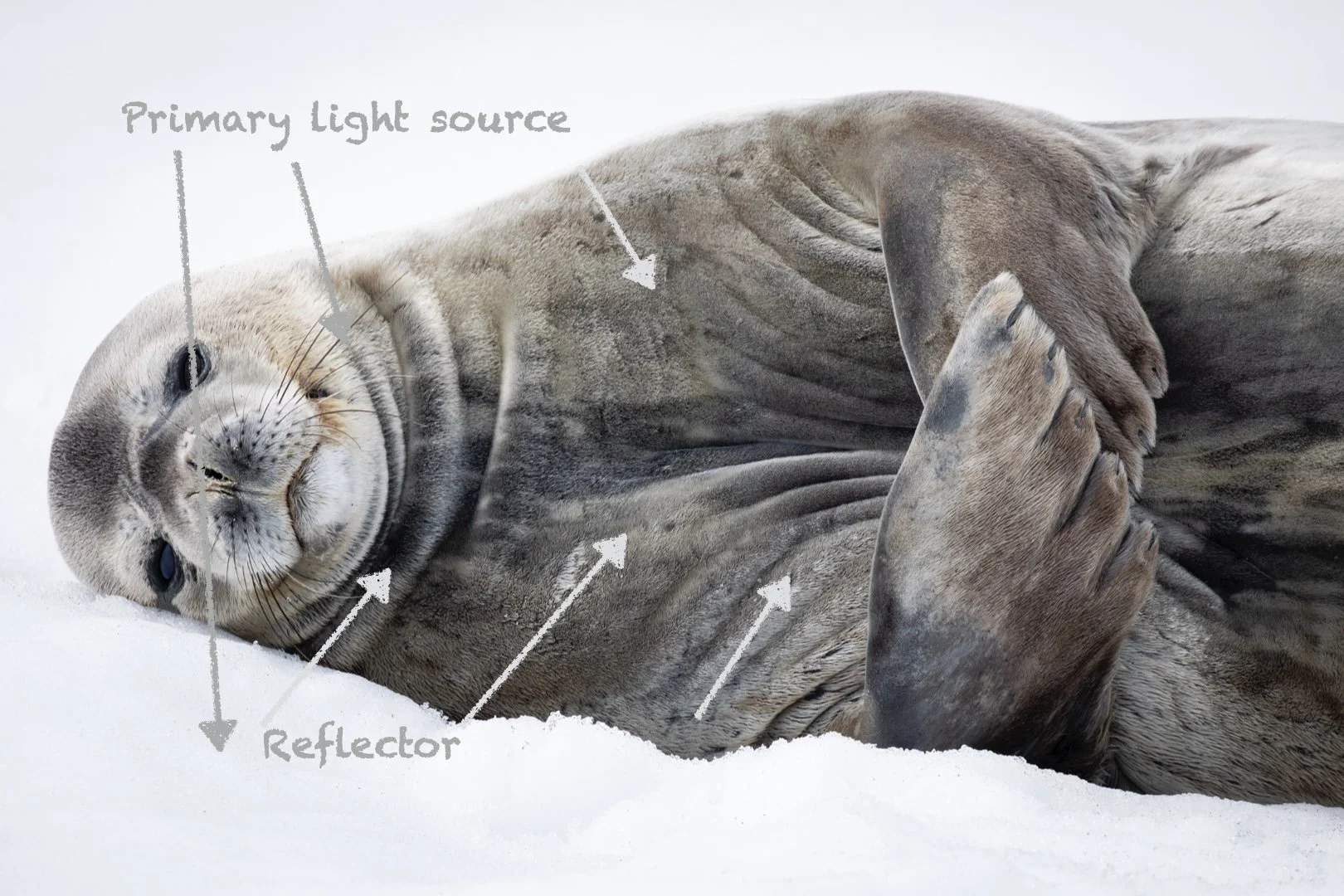 Shows the lighting direction of available light falling on a seal on snow, where the overhead sunlight is reflected back from the snow.