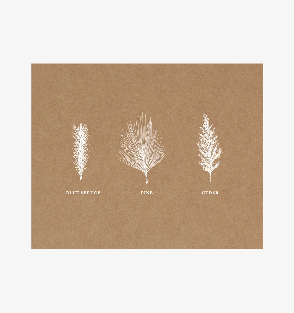 Spruce 01