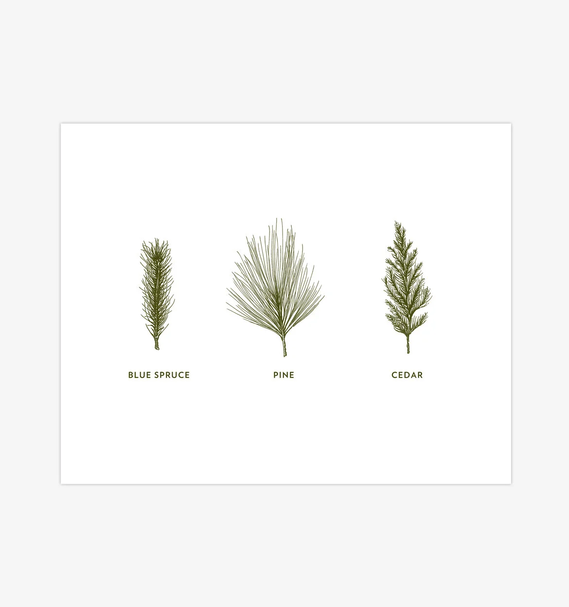 Green Spruce 01