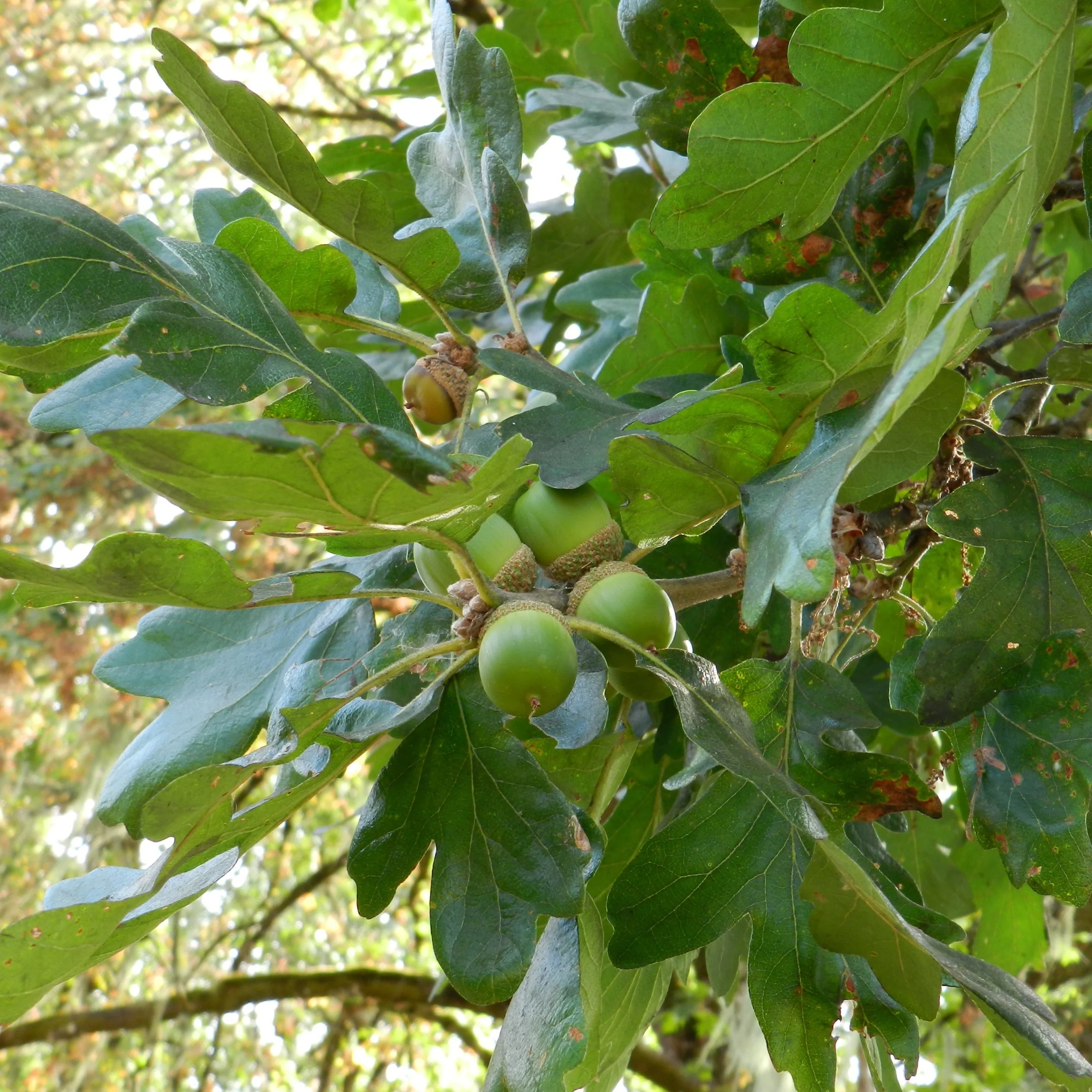 DSCN1408.jpg