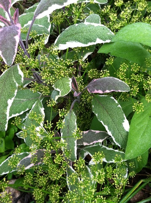 sage:parsley.jpg