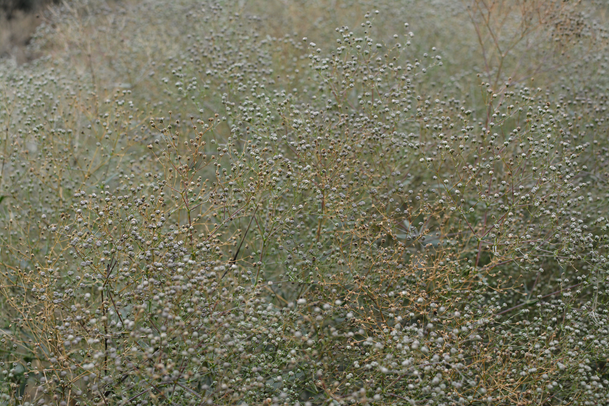 DSC_1152.jpg