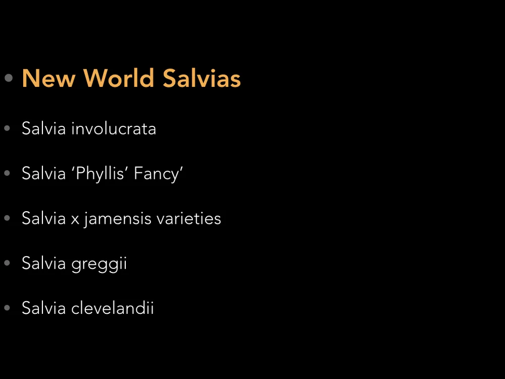 salvia talk copy.003.jpeg