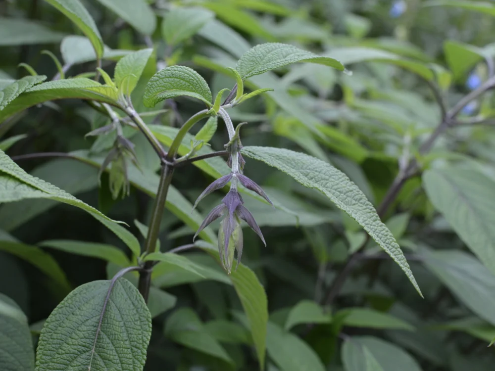 salvia talk copy.007.jpeg