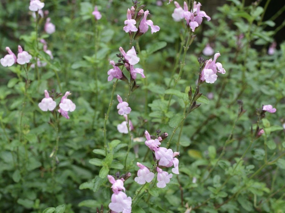 salvia talk copy.010.jpeg