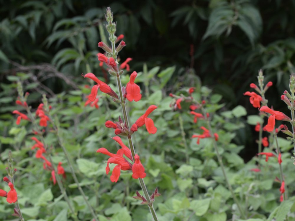 salvia talk copy.017.jpeg