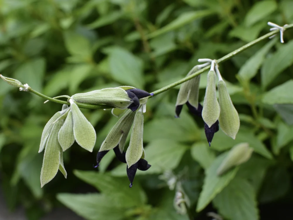 salvia talk copy.021.jpeg