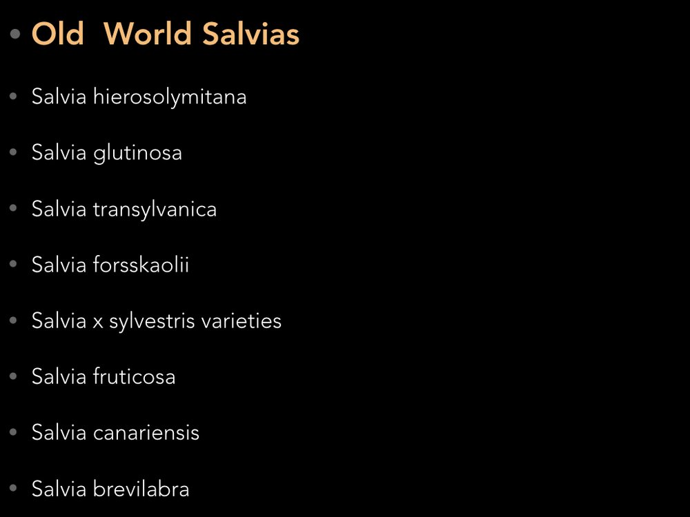 salvia talk copy.023.jpeg