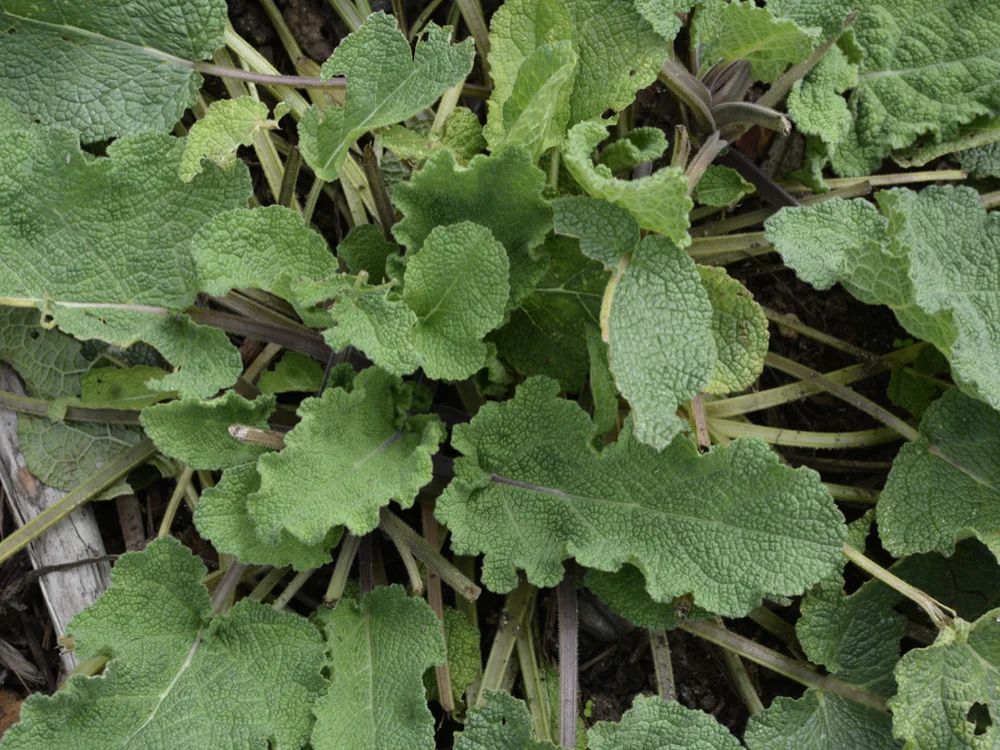 salvia talk copy.025.jpeg