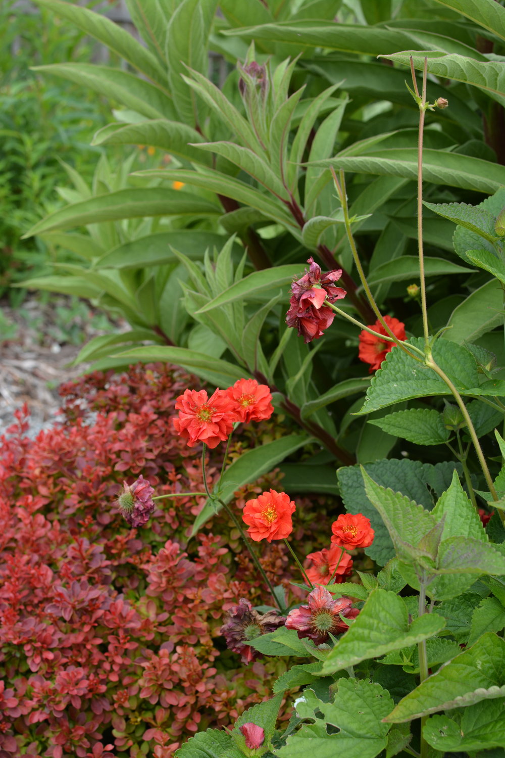 berb,geum,lobelia.jpg