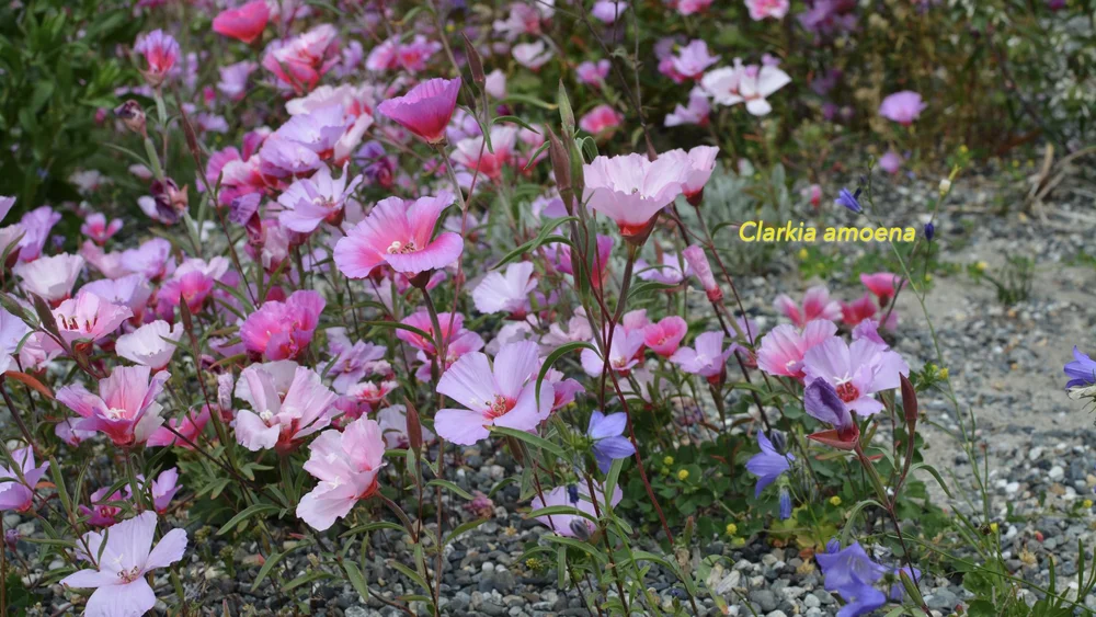 designed meadow final copyjpegs.034.jpeg