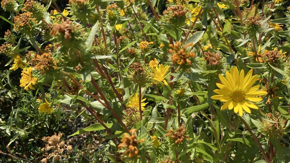 designed meadow final copyjpegs.056.jpeg