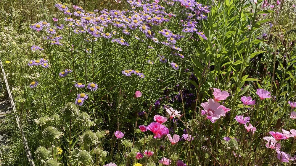 designed meadow final copyjpegs.069.jpeg