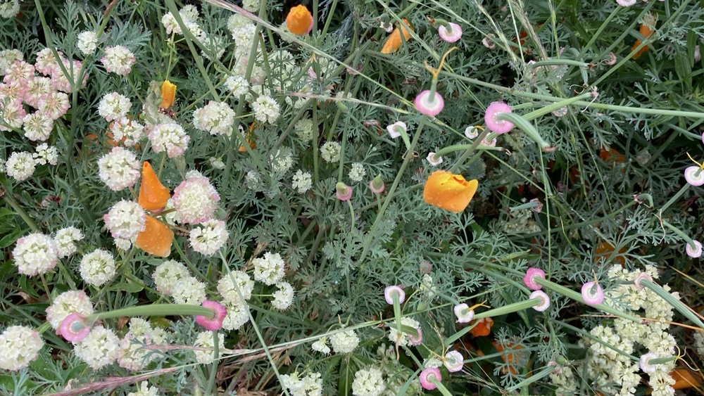 designed meadow final copyjpegs.072.jpeg