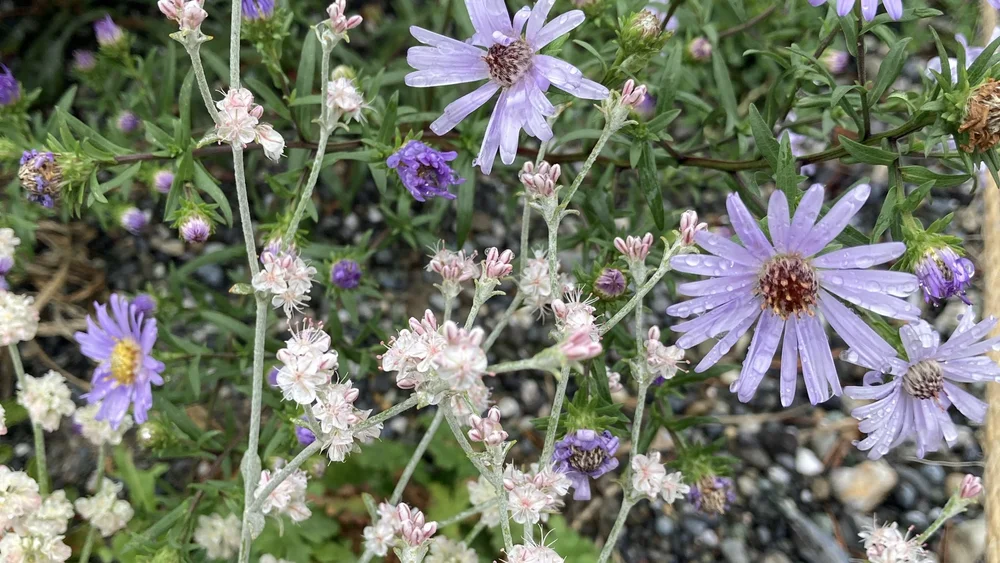 designed meadow final copyjpegs.085.jpeg