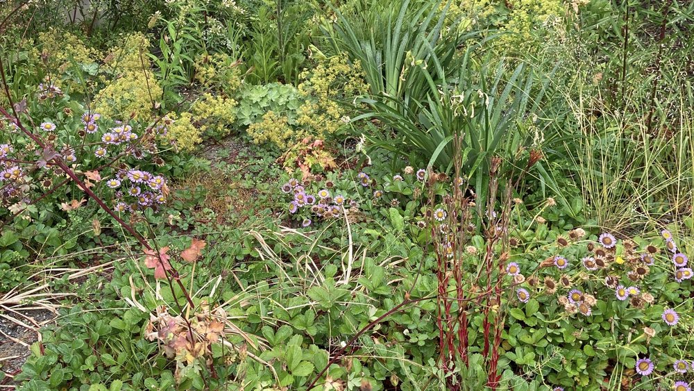 designed meadow final copyjpegs.094.jpeg