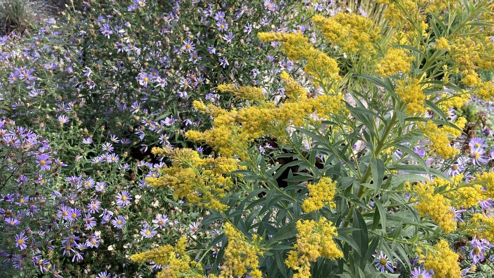 designed meadow final copyjpegs.103.jpeg