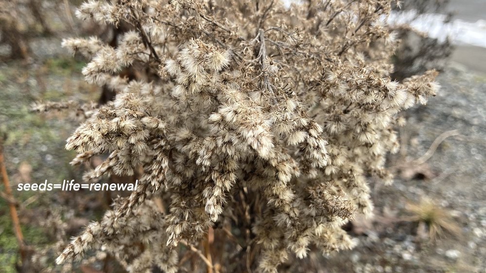 designed meadow final copyjpegs.146.jpeg