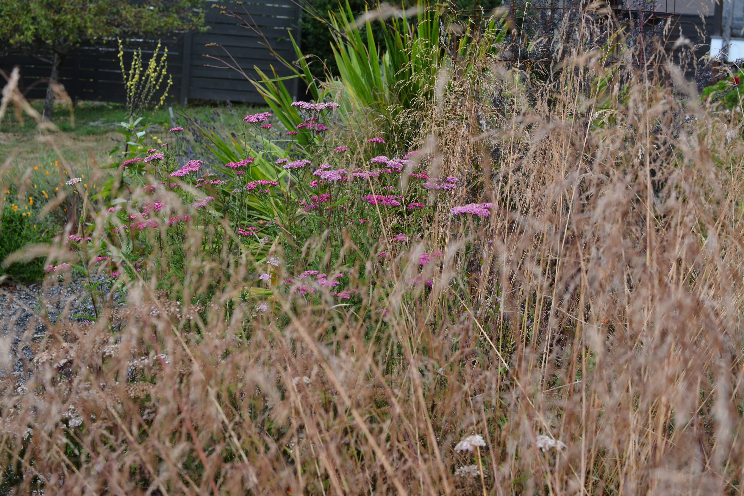 DSC_9928.JPG