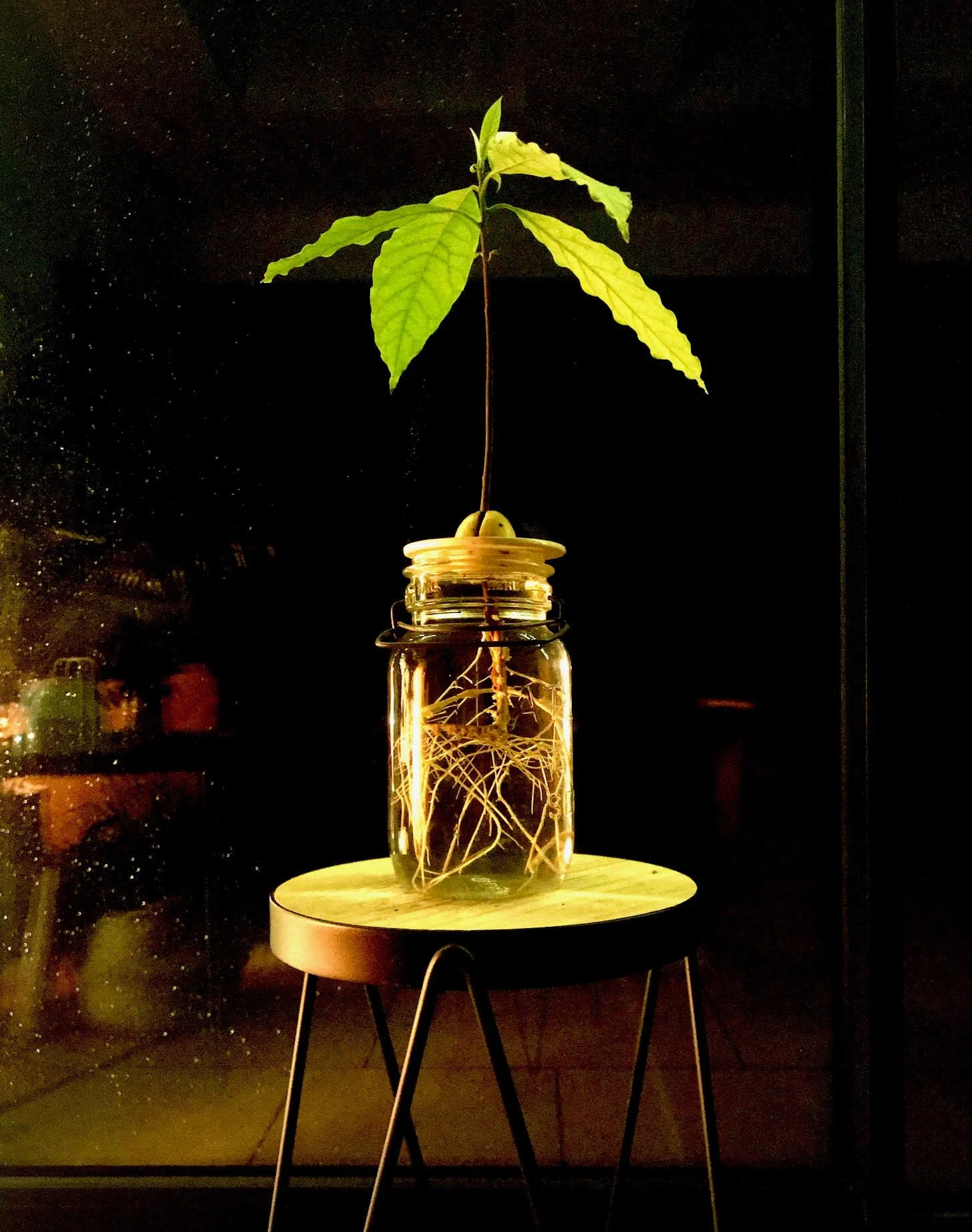 Glass jars for DIY Growing Kit - Bottle Shop - vintage and repurposed glassware - Studio Janneke London