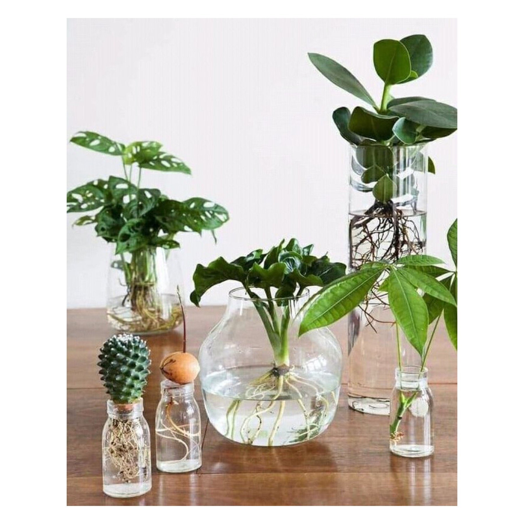 P R O P A G A T I O N .

I&rsquo;ve been collecting glassware for years: from vintage decorative glass to quirky soda bottles and everything that has struck my fancy in between. Always moving them in and out of everchanging windowsill landscapes, I u