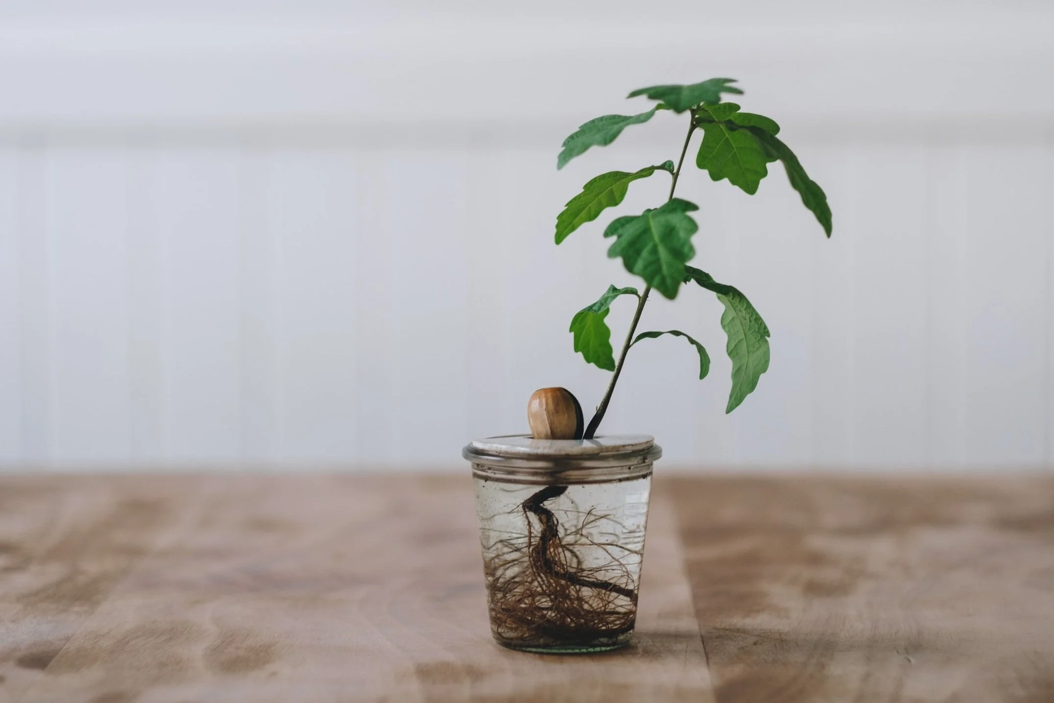 Propagation disk for growing avocado plants in water - DIY Growing Kit - Studio Janneke Ceramics London