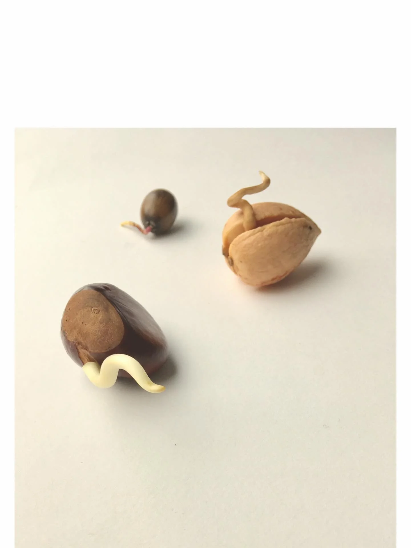 G E T . G R O W I N G.
Now is the perfect time to save those avocado pits, help them germinate and get growing!
There&rsquo;s a BOGO 50% off in the online shop on DIY Growing Kits, so get two and always have a great last-minute gift ready.
(Pictured: