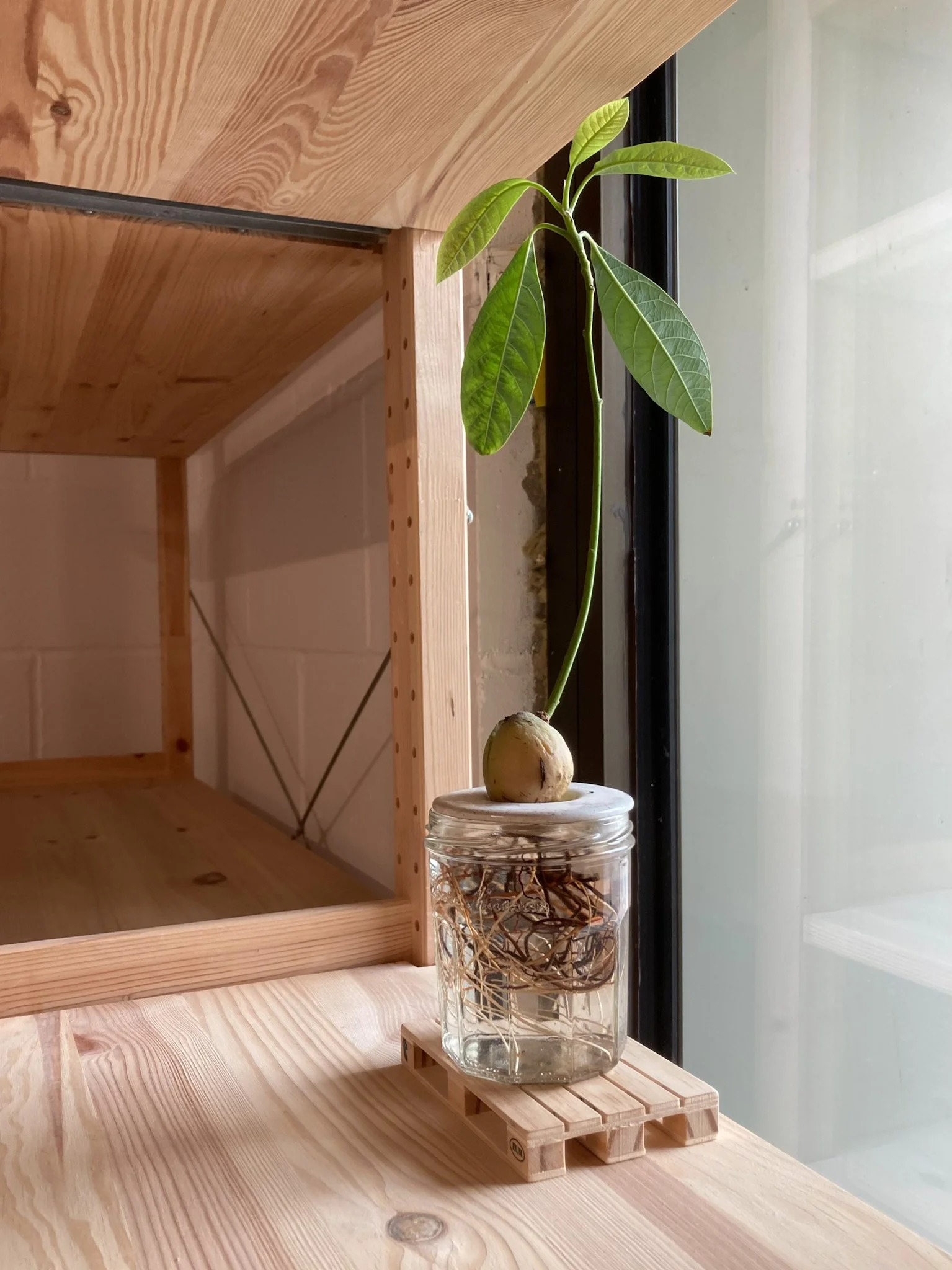 JAR studio window - DIY Growing Kit - Studio Janneke Ceramics London.jpg