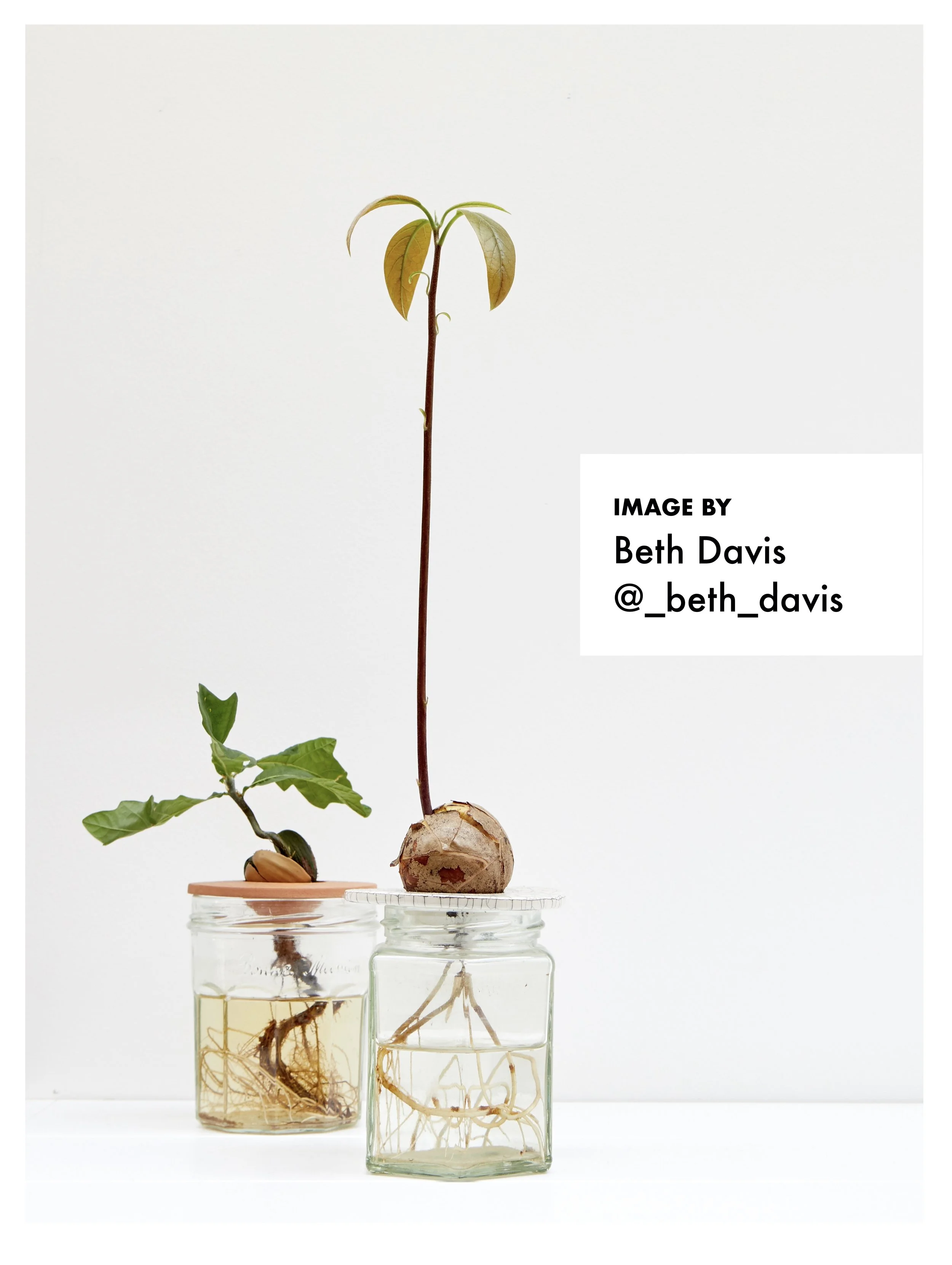 JAR by Beth Davis - tag _beth_davis - contributor image - DIY Growing Kit - Studio Janneke Ceramics London.jpg