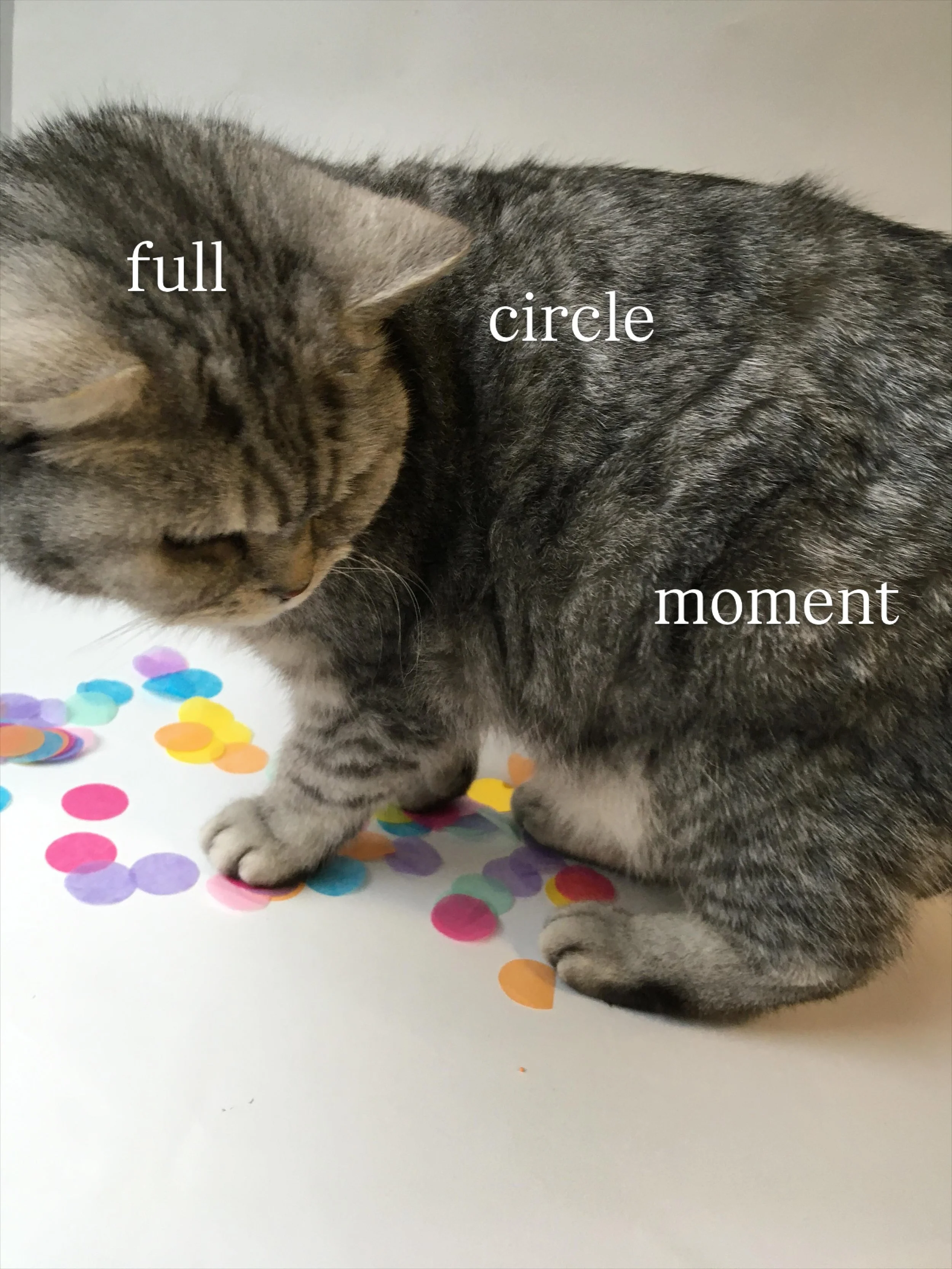 celebrate this full circle moment with me, @holly.co and @hollytucker as I join their curated lifestyle line-up this week. i feel right at home!