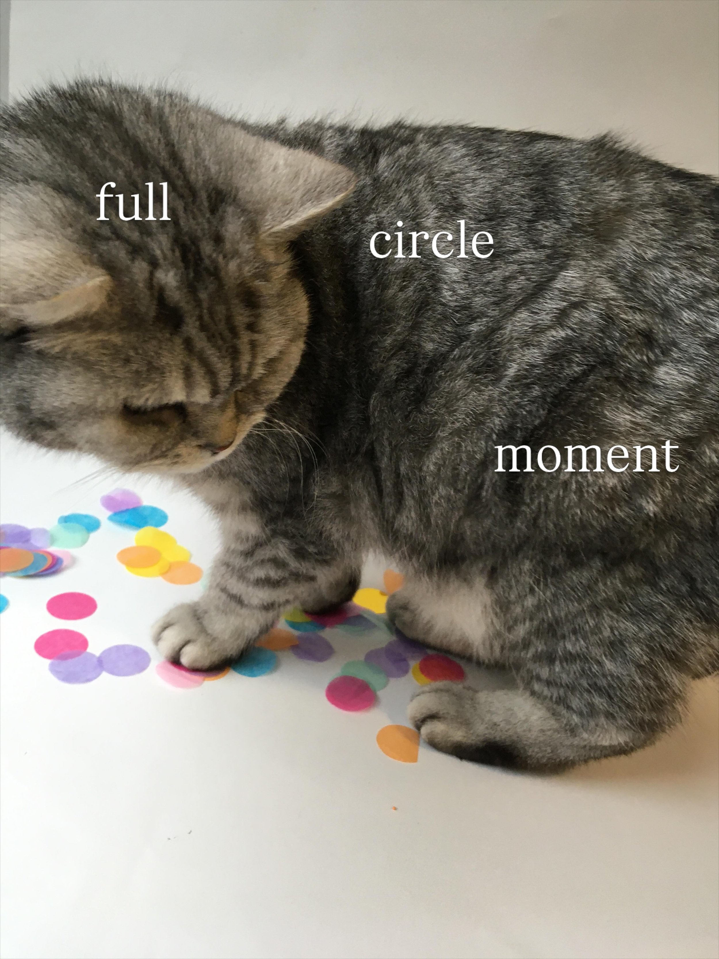 celebrate this full circle moment with me, @holly.co and @hollytucker as I join their curated lifestyle line-up this week. i feel right at home!
