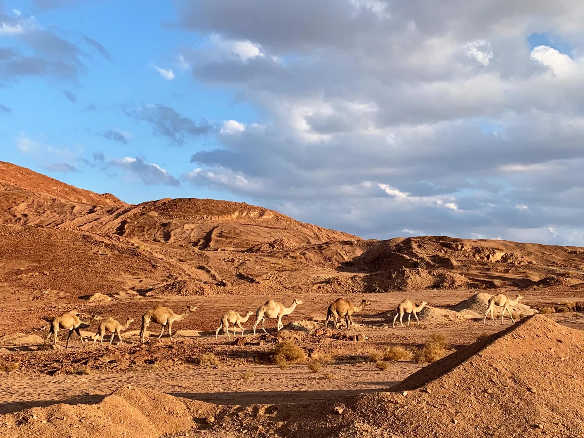 camels-bedouin-craft-sinai.jpg