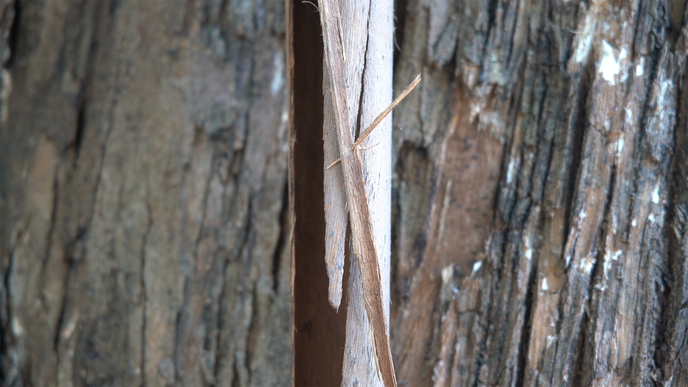 240613_bluegum_good stills.00_00_17_07.Still019 copy.jpg