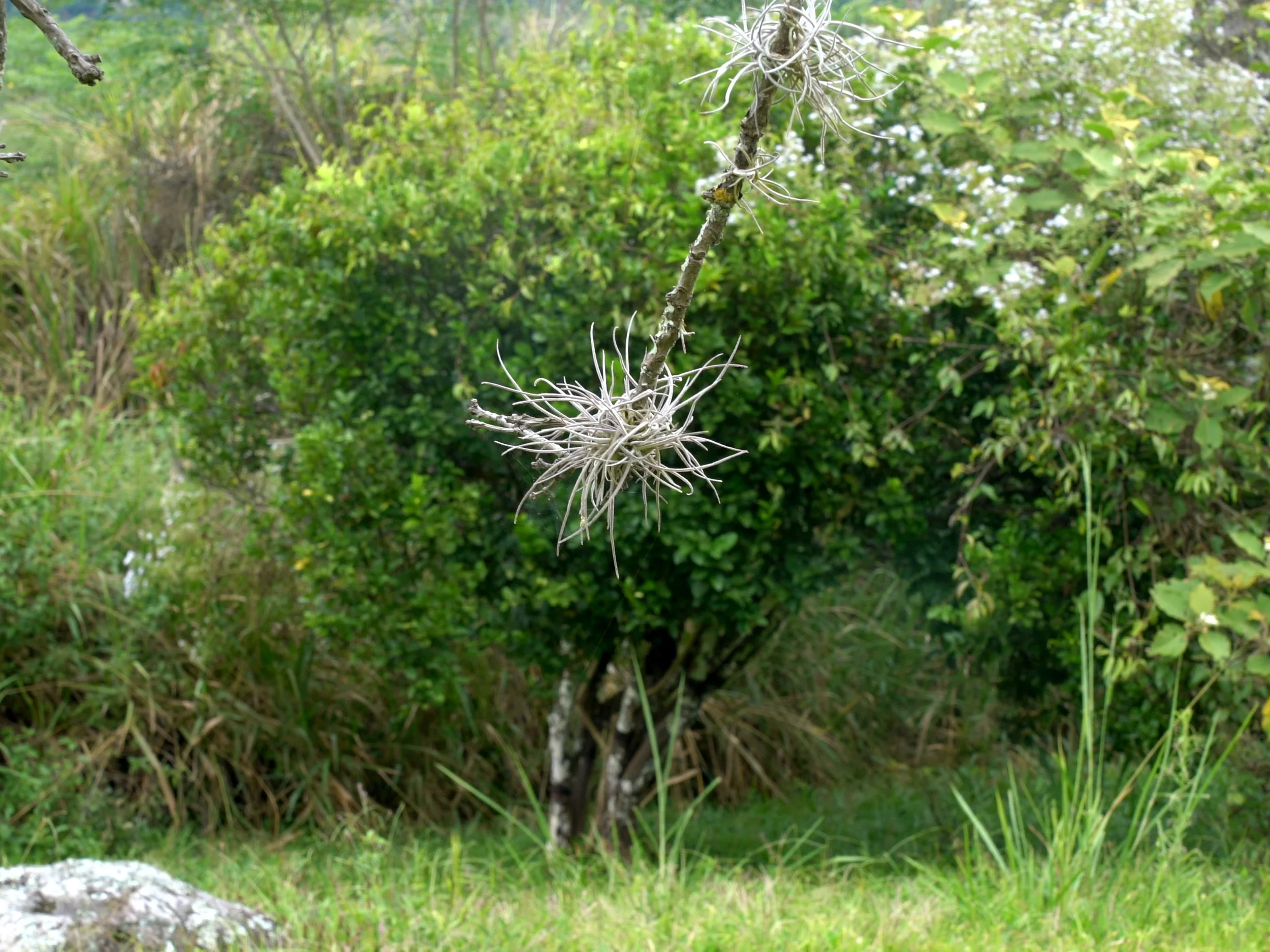 Parasite or Epiphyte? (4.3 format).jpg