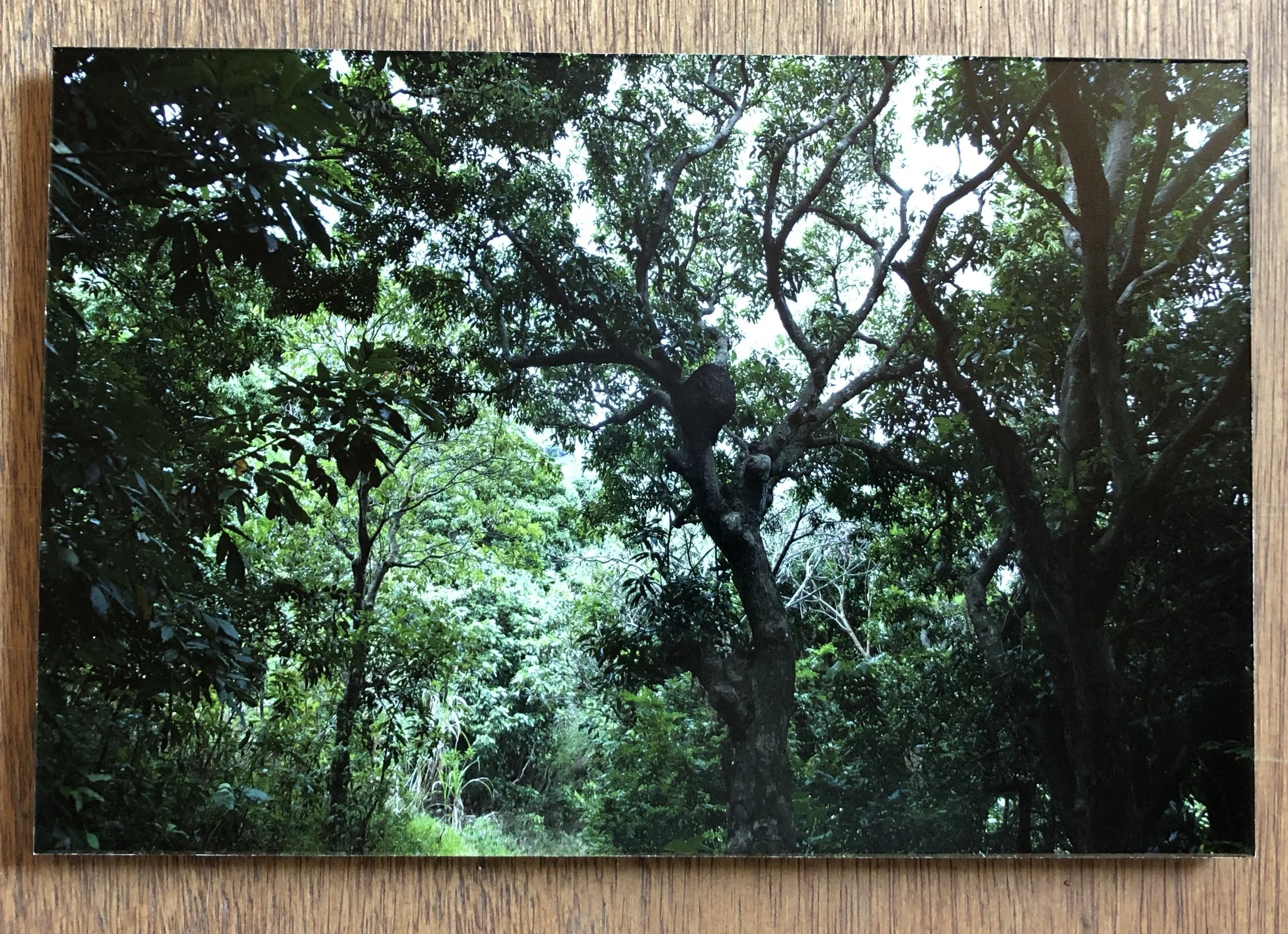 Mango trees.jpg