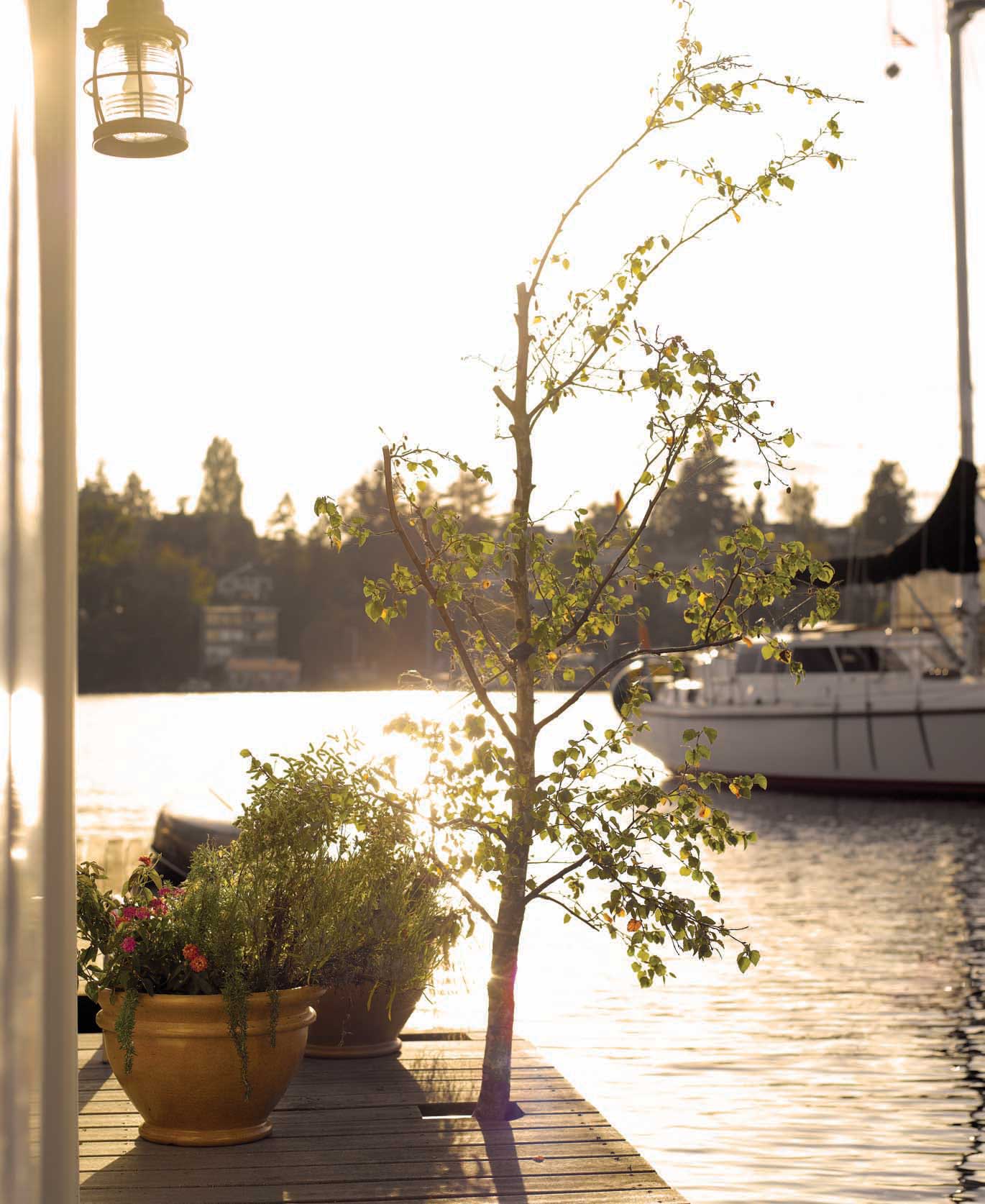 THE TREE GROWING THROUGH THE DECK IS ROOTED IN ONE OF THE LOG FLOATS ON WHICH THE HOUSE IS BUILT.