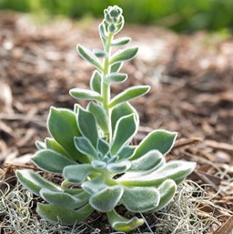 Succulent plant stretching in search of more light