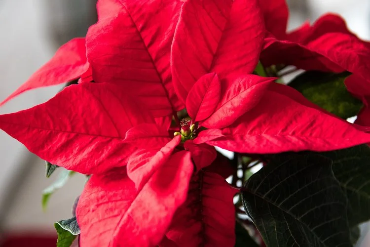 poinsettia.jpg