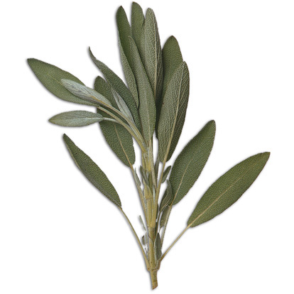 Sage, a common culinary herb, imparts a soft, sweet, and savory aroma. It contains anti-oxidants, and is a known memory enhancer.