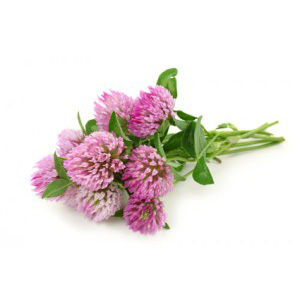 Traditionally used to treat cancers, Red Clover Blossom has a sweet grassy aroma and flavor. It was once burned on Chinese altars, and is still used to alleviate coughs. 