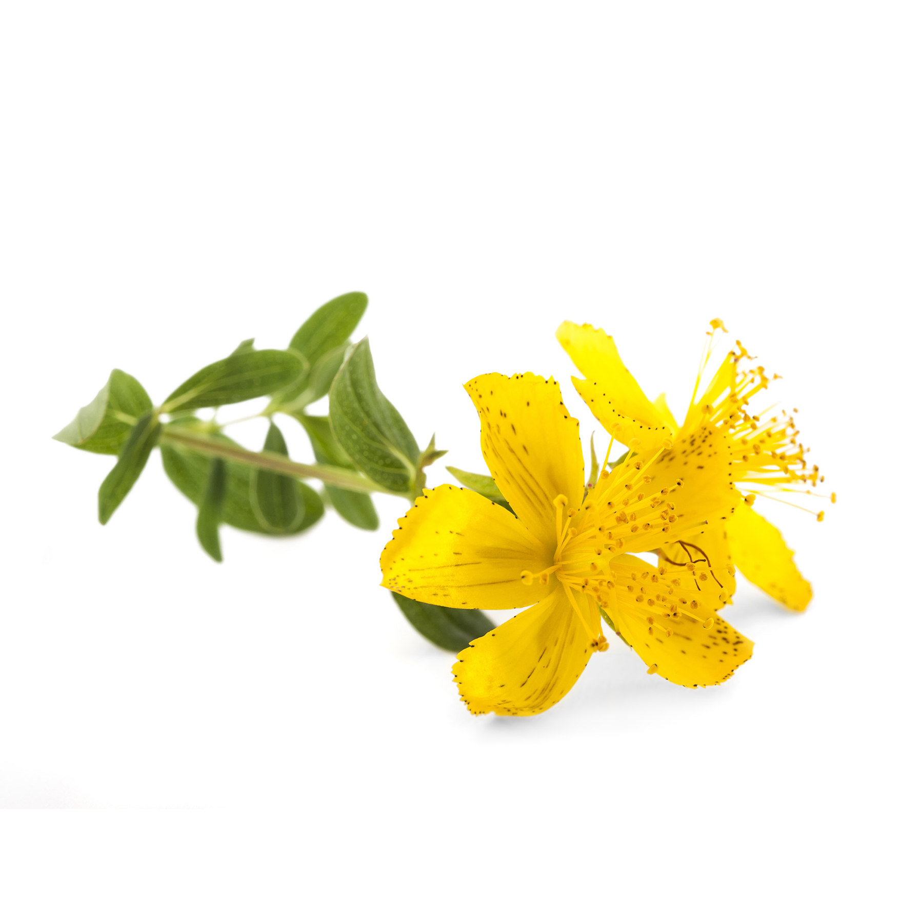 St. John's Wort has been used historically to exorcise evil spirits and remove melancholia. It is still prescribed today as an anti-depressant - boosting interest and self-esteem.