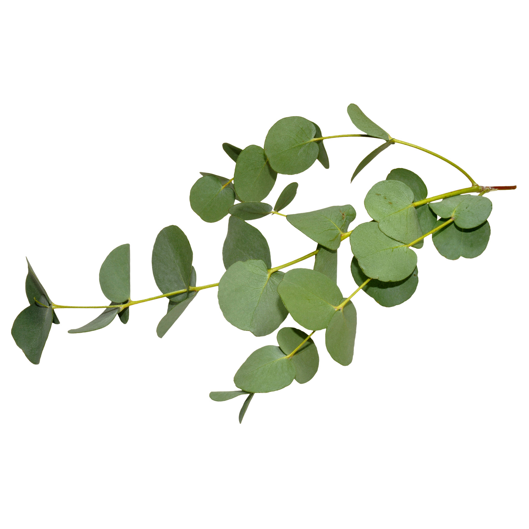 Eucalyptus, an invasive species to CA, is native to Australia. Not a good source of lumber, they are beautiful, some species being delightfully aromatic. The leaves impart a fresh, minty character.