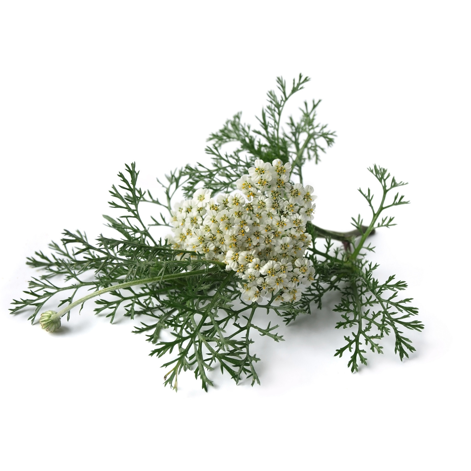 Marsh Rosemary is one of the classic Gruit herbs, used since the Middle Ages in beer brewing. Traditionally used as a remedy for puncture wounds.