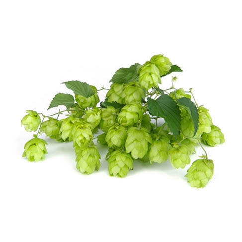 Hops is the most common bittering agent in beers today. It was just one of many plants used historically until the Reinheitsgebot of 1516 declared that beer can contain only water, malt, and hops. 