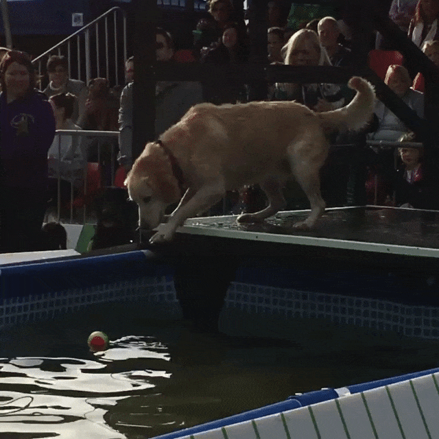 ezgif.com-optimize (1).gif