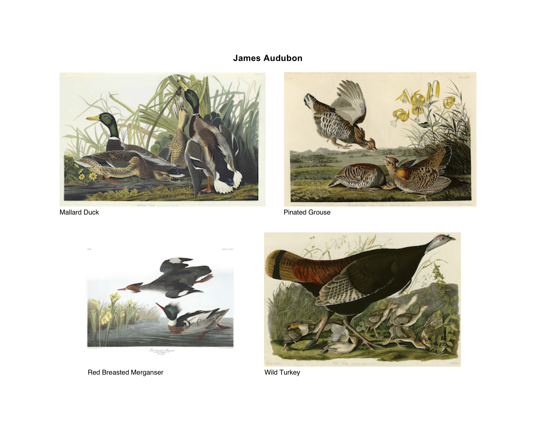 0_stylesheet_Wildlife__James_Audubon_02.png