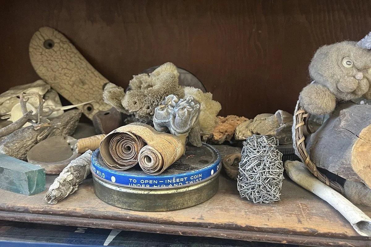 Miscellaneous objects on a shelf including a shaving curl of birchwood, pieces of wood, coral, stone, bone and a decrepit stuffed bear