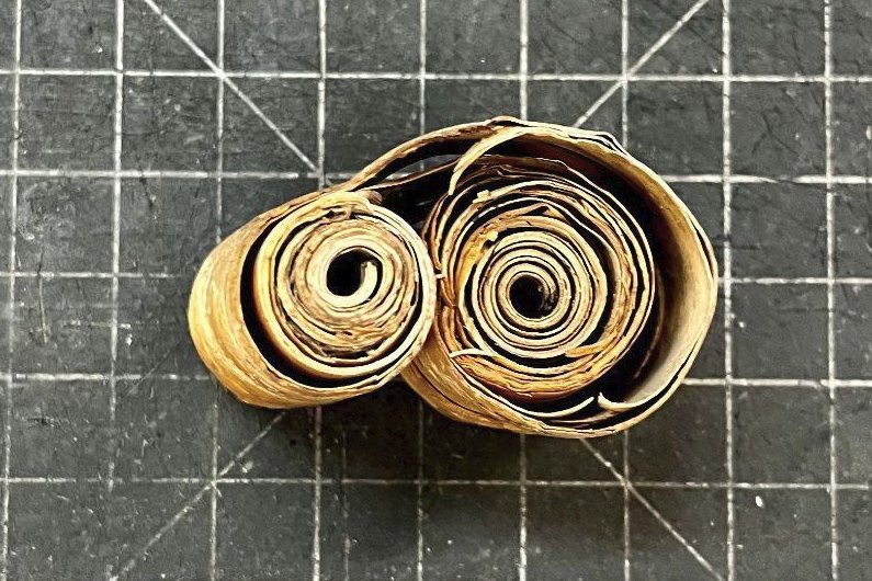 Avery thin strip of birch. curling in on itself